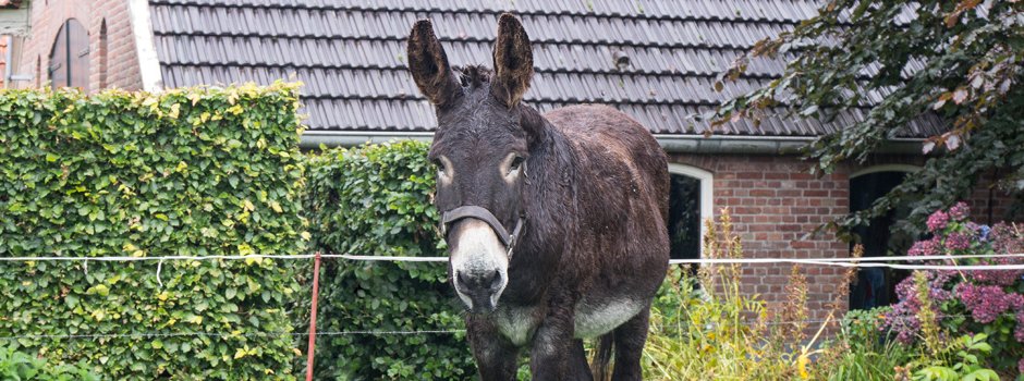 Logeerboerderij Oltvoort dieren